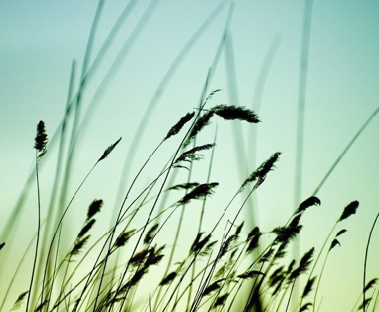 Variegated structures of flowering grass
